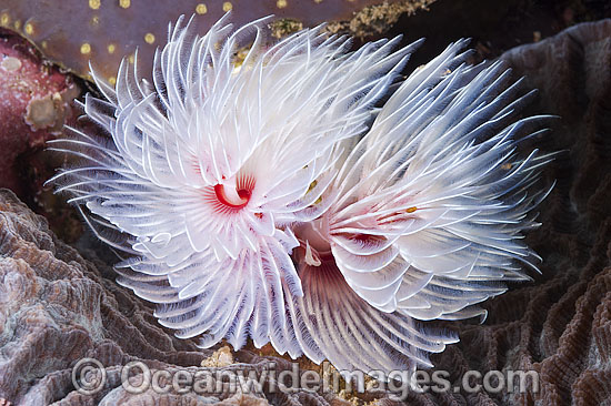 Feather Duster Tube Worm photo Feather Duster Tube Worm photo