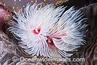 Feather Duster Tube Worm Photo - Gary Bell