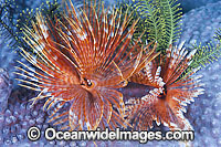Feather Duster Tube Worm Photo - Gary Bell