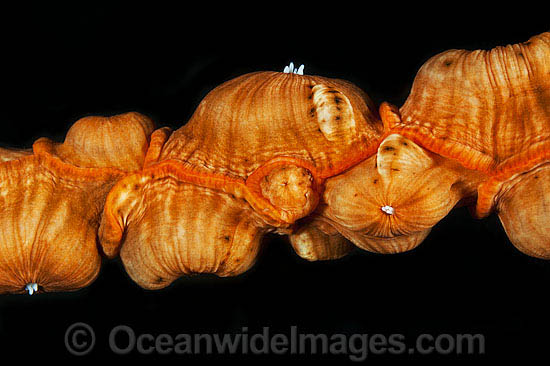 Anemone on Whip Coral photo Anemone on Whip Coral photo