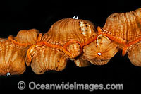 Anemone on Whip Coral Photo - Gary Bell