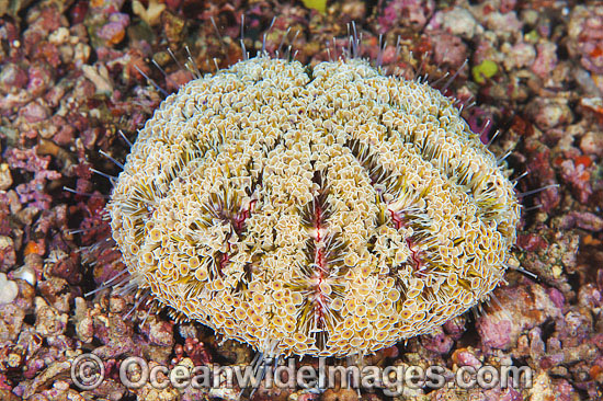 Flower Urchin photo Flower Urchin photo