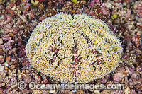 Flower Urchin Photo - Gary Bell