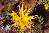 Sea Sponge Photo - Gary Bell