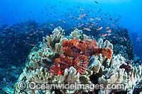 Scorpionfish and Soft Corals Photo - Gary Bell