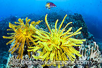 Tropical Reef Scene Photo - Gary Bell