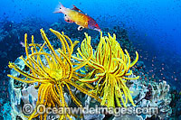 Tropical Reef Scene Photo - Gary Bell
