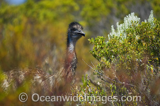 Emu in bush photo Emu in bush photo