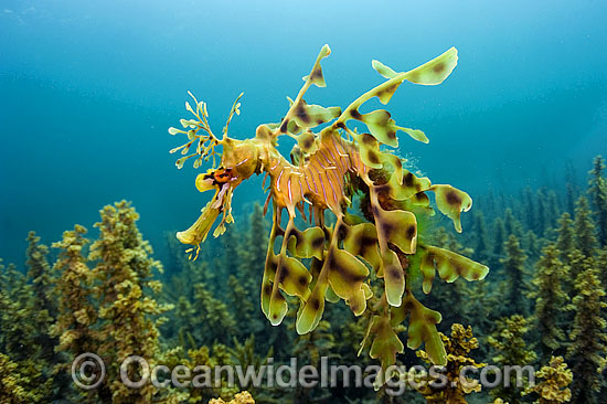Leafy Seadragon male with eggs photo Leafy Seadragon male with eggs photo