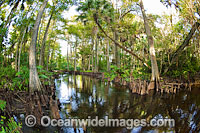 Loxahatchee River Photo - Michael Patrick O'Neill