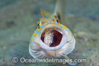 Sand Perch eating a crab Photo - Michael Patrick O'Neill