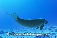 Dugong Cocos Island Photo - Gary Bell