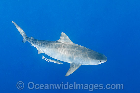 Tiger Shark Great Barrier Reef photo