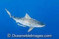 Tiger Shark Great Barrier Reef Photo - Gary Bell