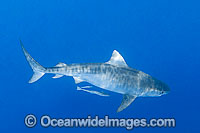 Tiger Shark Photo - Gary Bell