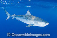 Tiger Shark Great Barrier Reef Photo - Gary Bell