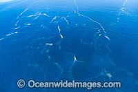 Great Barrier Reef Photo - Gary Bell