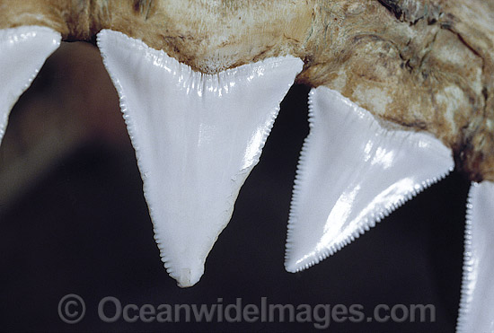 Great White Shark Teeth photo Great White Shark Teeth photo