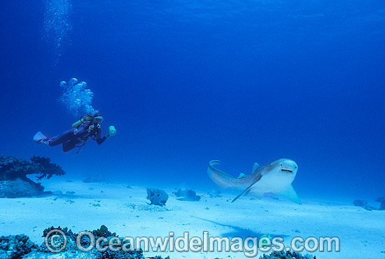 Leopard Shark and Scuba Diver photo Leopard Shark and Scuba Diver photo