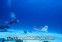 Leopard Shark and Scuba Diver Photo - Gary Bell