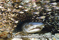 Whitetip Reef Shark with schooling Cardinalfish Photo - Gary Bell
