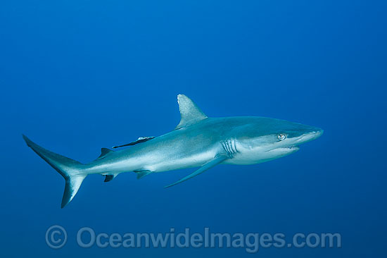 Grey Reef Shark with suckerfish attached photo Grey Reef Shark with suckerfish attached photo