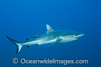 Grey Reef Shark with suckerfish attached Photo - Gary Bell
