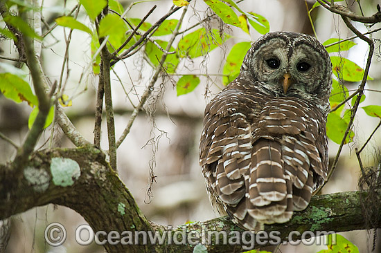 Barred Owl Strix varia photo Barred Owl Strix varia photo