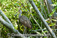 Limpkin Aramus guarauna Photo - Michael Patrick O'Neill