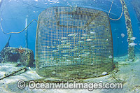 Cage holding live bait for sportfishing Photo - Michael Patrick O'Neill