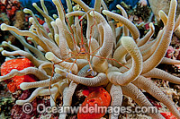 Arrow Crab Stenorhynchus seticornis Photo - Michael Patrick O'Neill
