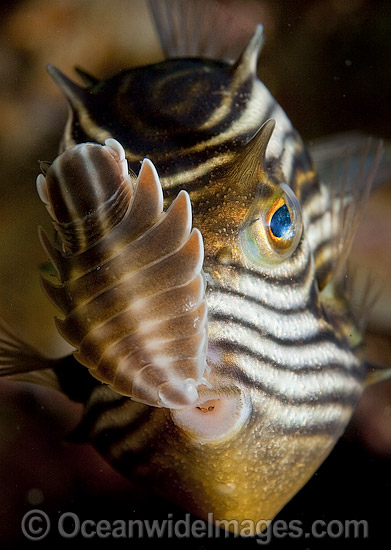 Parasitic Isopod on Cowfish photo Parasitic Isopod on Cowfish photo