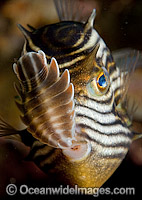 Parasitic Isopod on Cowfish Photo - Michael Patrick O'Neill
