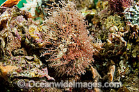 Tasselled Anglerfish South Australia Photo - Michael Patrick O'Neill