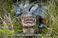 American Alligator Photo - Michael Patrick O'Neill