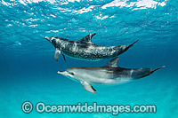 Atlantic Spotted Dolphins Photo - Michael Patrick O'Neill
