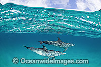 Atlantic Spotted Dolphins Photo - Michael Patrick O'Neill