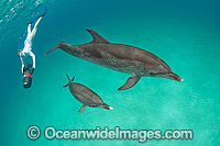 Snorkel Diver with Atlantic Spotted Dolphins Photo - Michael Patrick O'Neill