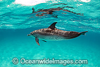 Atlantic Spotted Dolphins Photo - Michael Patrick O'Neill
