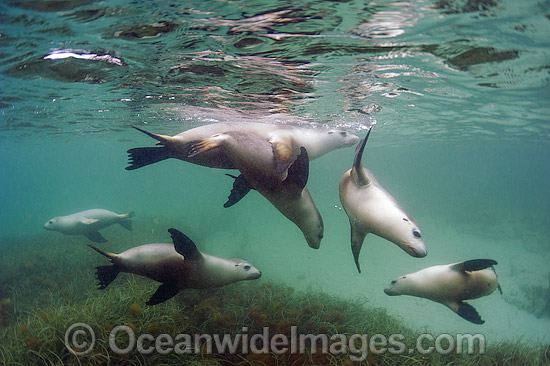 Australian Sea Lions playing photo