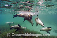 Australian Sea Lions playing Photo - Michael Patrick O'Neill