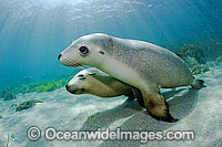 Australian Sea Lions swimming Photo - Michael Patrick O'Neill