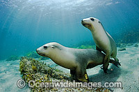 Australian Sea Lions swimming Photo - Michael Patrick O'Neill
