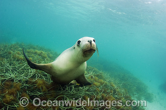 Australian Sea Lions playing underwater photo