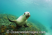 Australian Sea Lions playing underwater Photo - Michael Patrick O'Neill