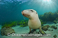 Australian Sea Lions playing Photo - Michael Patrick O'Neill