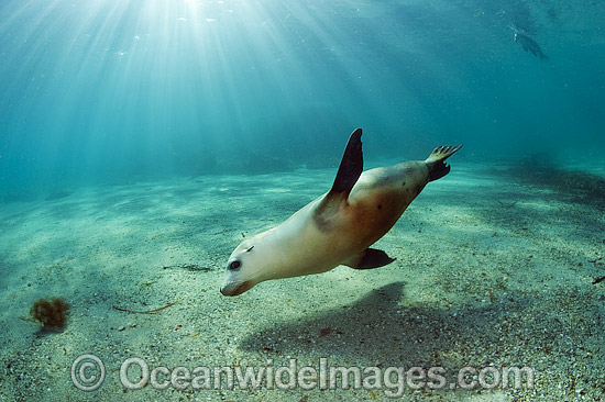 Australian Sea Lions playing and swimming photo