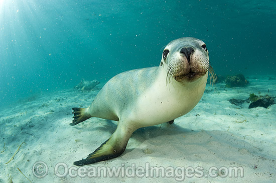 Australian Sea Lions swimming photo Australian Sea Lions swimming photo