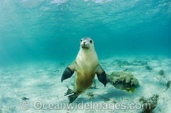Australian Sea Lions playing photo Australian Sea Lions playing photo