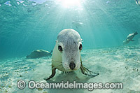 Australian Sea Lions swimming Photo - Michael Patrick O'Neill